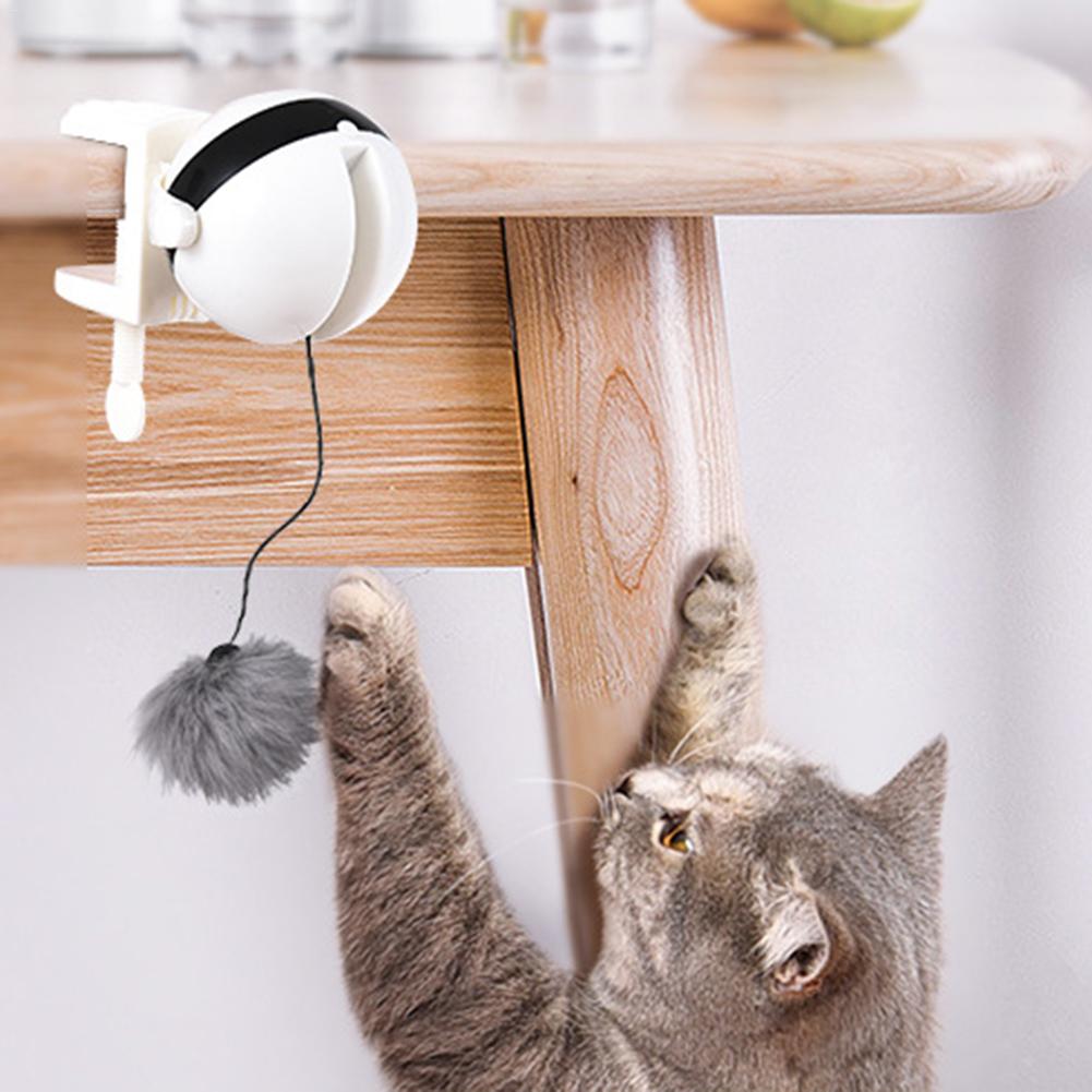 Cat Supplies