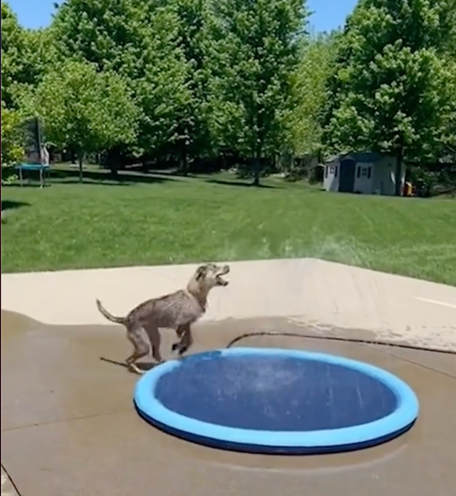 Dog Sprinkler Pad