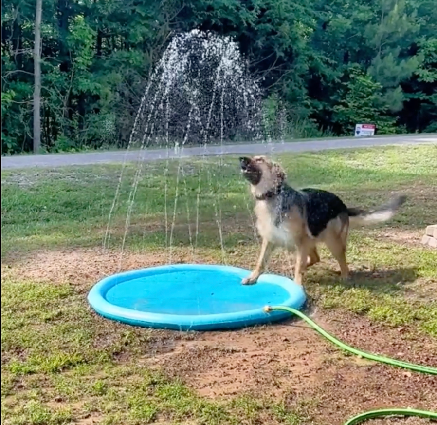 Dog Sprinkler Pad