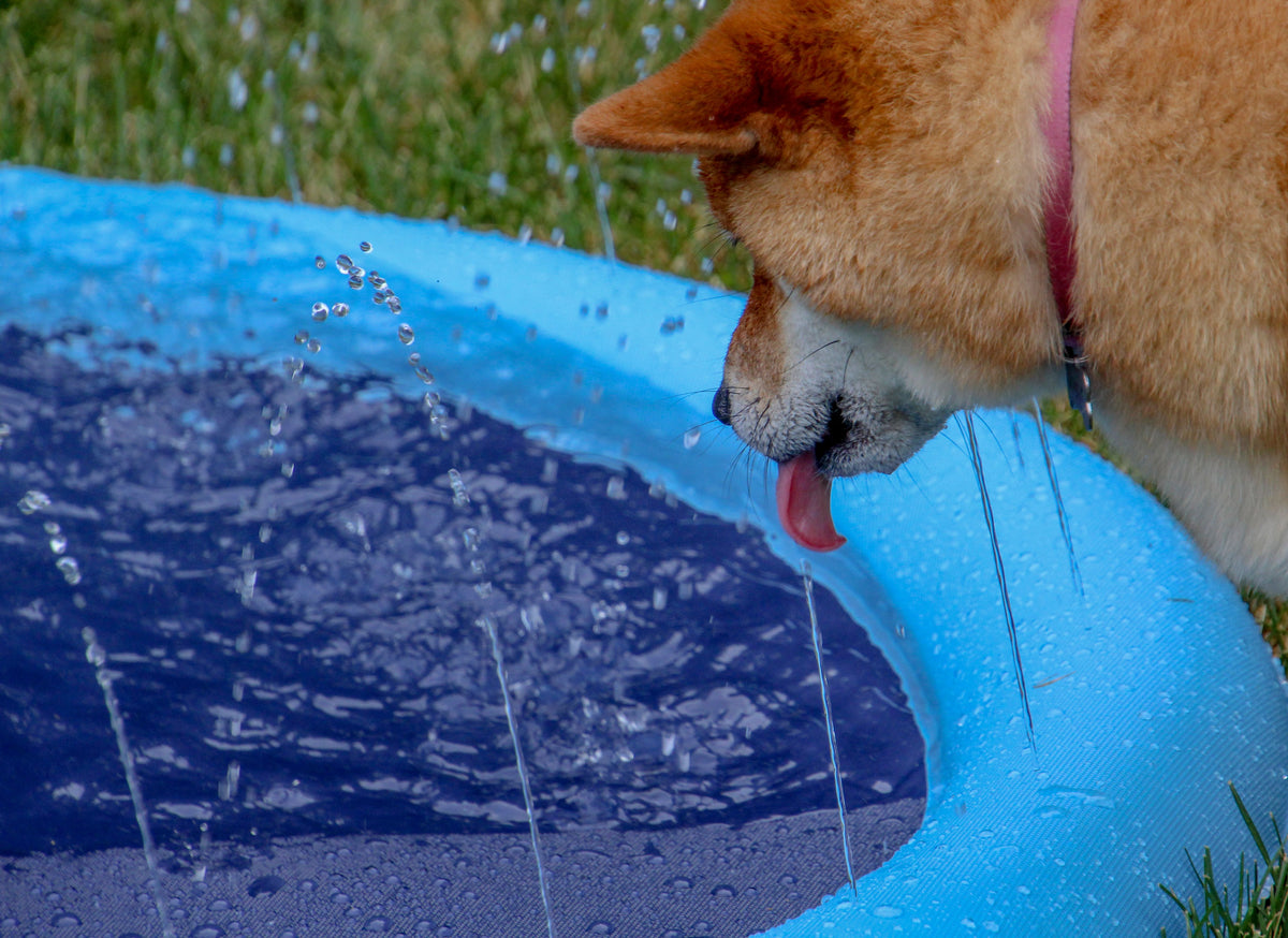 Dog Sprinkler Pad